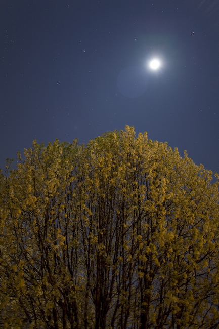 tree and moon