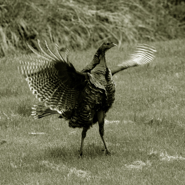 turkey square