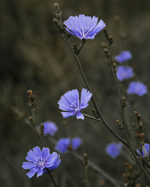 flower picture #23805213457