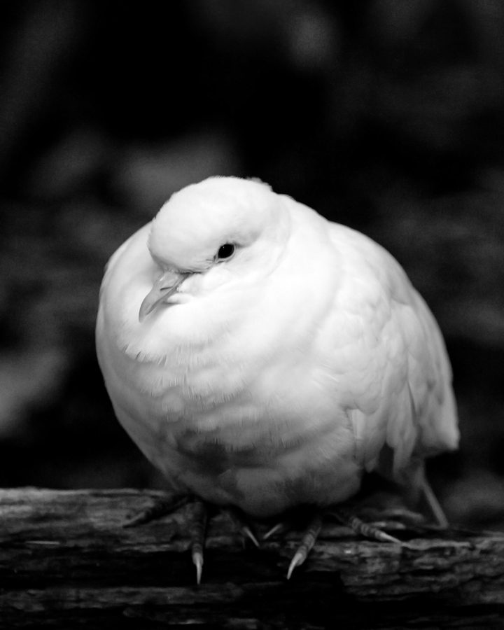 white bird