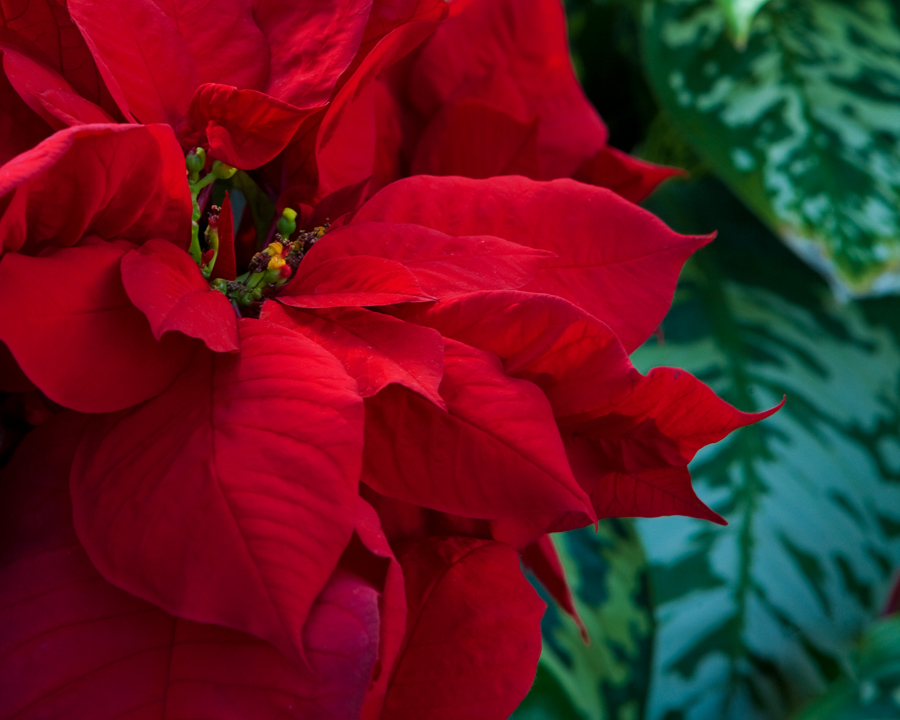 red flower