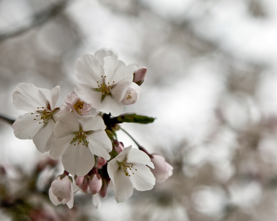 the cherry blossoms