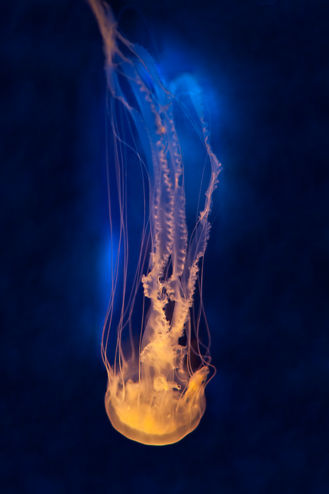 jellyfish