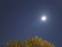 tree and moon