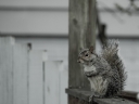 squirrel