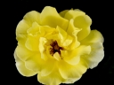 yellow rose