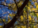 the silverware tree