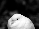 white bird