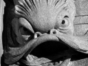 angry fish