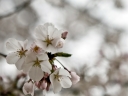 the cherry blossoms