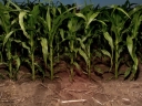 night corn